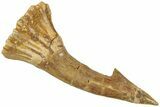 Fossil Sawfish (Onchopristis) Rostral Barb - Morocco #311219-1